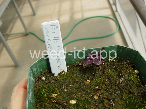 mint, perilla
